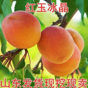 果树苗红玉冰晶  嫁接杏子苗当年结果南北方种植19.8包邮发