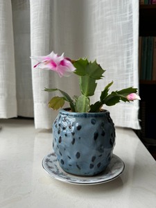 带陶瓷蓝色盆绿植 蟹爪兰玫红加白色花已开花有花苞渐变色