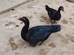 黑番鸭种蛋，极致筛选的观赏型番鸭，种鸭毛色，脸型，体型，颜值