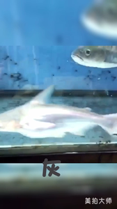 雪白白金汗鲨 大型巡游鱼 A级品相 稀有白化成吉思汗鲨