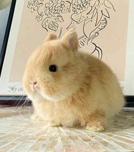 小兔侏儒兔网红猫猫兔公主熊猫垂耳道奇小白兔小型宠物兔子 赠送