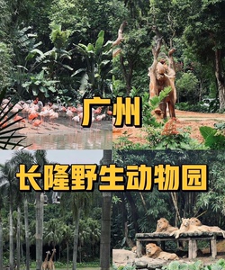 广州长隆度假区，野生动物园自驾游览区，租车自驾游，穿越五大洲