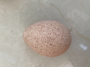 火鸡种蛋，可以孵化的种蛋，白火鸡 黑火鸡 散养混发 六元一枚