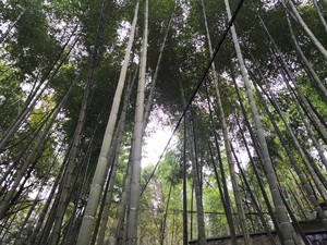 新鲜毛竹筒中间无节毛料剁辣椒两头堵两头空干辣椒手工竹筒，直径