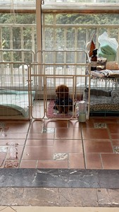 转卖狗笼子室内宠物围栏，仅限本地自取