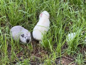 【❤️❤️选猪猪】热门宠物 进口荷兰猪 豚鼠 加州 英短 美