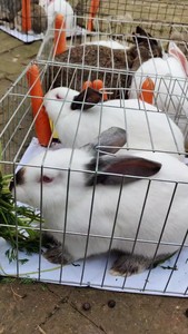 伊拉兔公羊兔活体纯种八点黑种兔子活物一对家养大型肉兔幼兔活兔