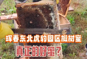 吉林延边州珲春东北虎豹园区椴树蜜长白山