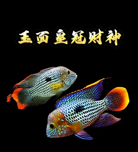 【红尾皇冠鱼玉面财神风水鱼】爆头起头热带观赏鱼