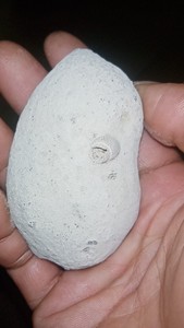 蟹化石古生物，有个海罗仔化石，结核蛋包，看形态里面的蟹是大钳