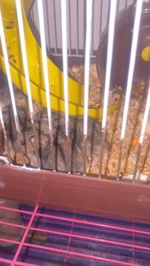 自家繁殖的20天的小仓鼠，可以正常自己进食了，自提自己带笼子
