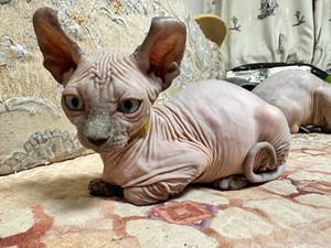 司芬克斯无毛猫，3个月，精灵耳，灰皮，小公猫，999元～