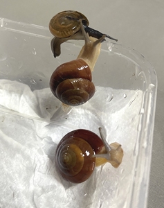宠物蜗牛 海南匡图螺 半卷螺坚螺陆贝 半蛞蝓 约2.5cm