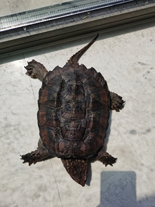 精品霸气佛鳄龟母龟。苗子到家5年带大，背甲20厘米左右，头大