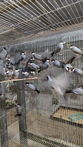 精品灰文鸟，白文鸟。都是刚成年的种鸟，可以配窝繁殖，大笼子随