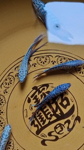 中国斗鱼蓝蛇5一6cm，7元一条，10条包邮。