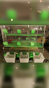 自动化养兔设备，兔笼设备，九位商品兔笼，自动饮水，传送带式清