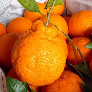 【十斤24.9】丑桔四川不知火丑橘新鲜当季水果橘子蜜橘柑橘耙