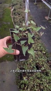 屏东铁 肉质叶片 花纹花朵带清香肉质叶片不耐热，不耐寒，要求