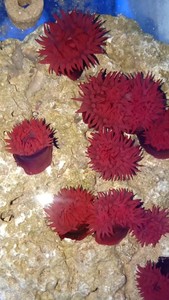 耐低温海水红火山葵原生海葵珊瑚软体lps