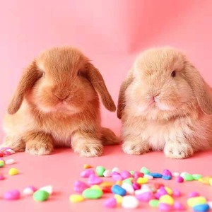 小兔子活物侏儒兔长不大迷你小型公主荷兰垂耳兔茶杯兔家养宠物兔