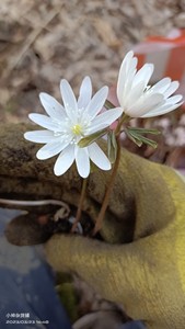 多被银莲花（学名：Anemone raddeana Rege