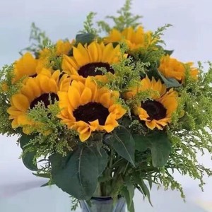 【买6送4】向日葵太阳花套餐直发新鲜水培鲜花客厅家用混搭花束