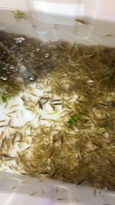 #黑壳虾#观赏鱼 #黑壳虾大军在广州的鱼油有福啦 再也不用跑