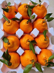 【特价最后几单 卖完过年】四川蒲江春见粑粑柑新鲜应季水果橘子