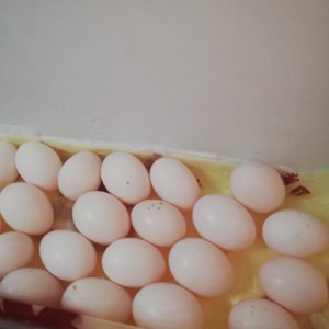 卖鸽子蛋，都是包谷，五谷杂粮喂养的，五块一个，自己吃不赢，也