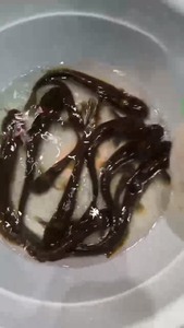 水蜂子 鳗尾䱀 溪鲶，野采的原生鱼，大小尺寸都有，郑州周边都