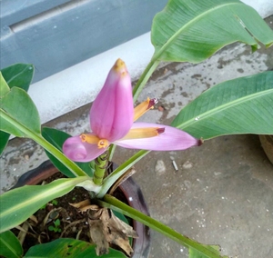 紫苞芭蕉  朝天蕉  花园造景植物  莲花芭蕉 198元一棵