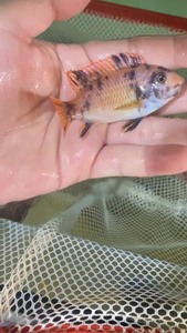 三湖慈鲷 超级橙小丑花母 母鱼