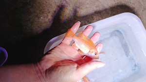 出售三湖慈鲷岩栖美系橙小丑子代母鱼，8-9-10厘米，纯正品