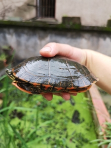 西锦龟，外池养的西锦母龟，颜色艳丽，大概一斤左右，年年外池冬