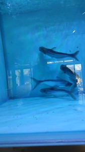 大号蓝条鲨，四条一起出。体长18厘米左右，状态很好，稳定开食