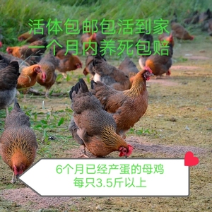 活鸡配送深圳、东莞、广州、佛山、惠州，三小时内送达，芦花鸡、
