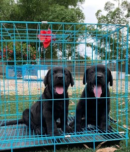 领养含泪纯种黑拉布拉多幼犬，两个月了，疫苗驱虫都做了，