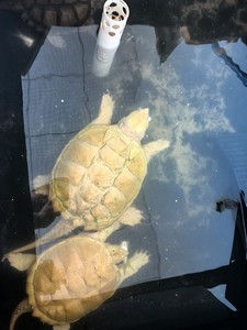 20年白化鳄龟，两母。13和9斤，已和白鳄公交配
