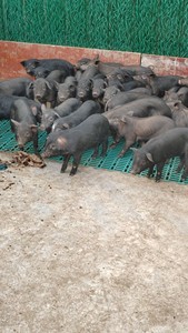 土黑猪猪崽猪苗 可以长300多斤的。藏香猪血统杂交品种。体质