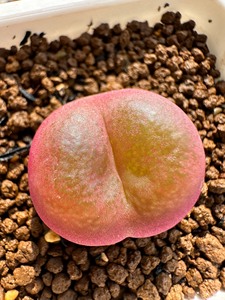 多肉植物 吕氏红宝石 毛汗尼 新头尺寸2.4-2.5厘米