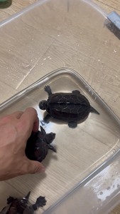 出黑颈龟和中华草龟都在五岁以上 价格128 和66 邯郸自提