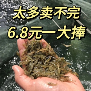 300只包邮除藻虾黑壳虾虾淡水观赏虾耐活虾喂乌龟喂鱼清理鱼缸