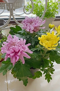 自家种植金丝皇菊当年开花可食用菊花苗便宜处理了带花苞 原土球
