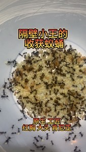 原生收获蚁蛹50元110个，收获蚁蛹，纯蛹，超级群落出品