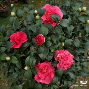 名贵克瑞墨大牡丹茶花树苗，巨型大红花，花色艳丽，四季长青好养
