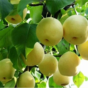 【特价5斤】砀山酥梨包邮新鲜梨子水果非皇冠梨丰水梨青梨雪梨