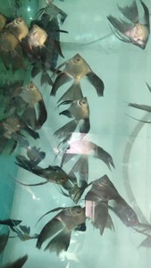 马来西亚进口长鳍长尾海鸥神仙燕鱼