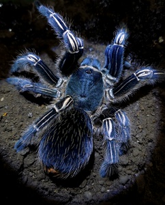 哥斯达黎加斑马脚 蓝哥斑 4-5厘米母80 公60 100/