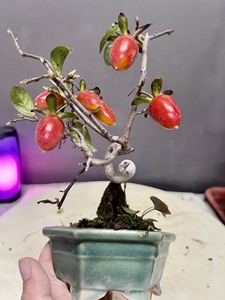 日本老鸦柿，品种：杨贵妃。日本丰田福树园出品。杨贵妃是在日本